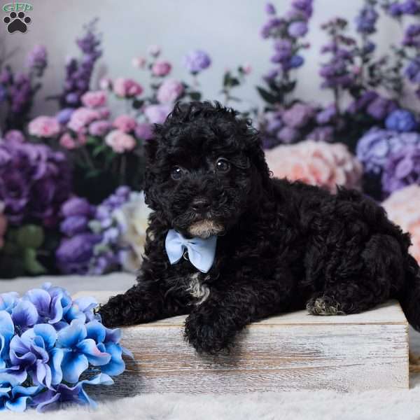 Rufus, Miniature Poodle Puppy